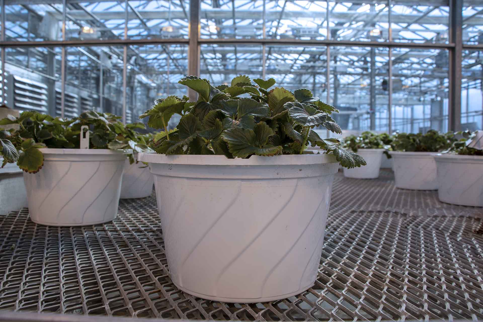 Strawberries growing in a green house.