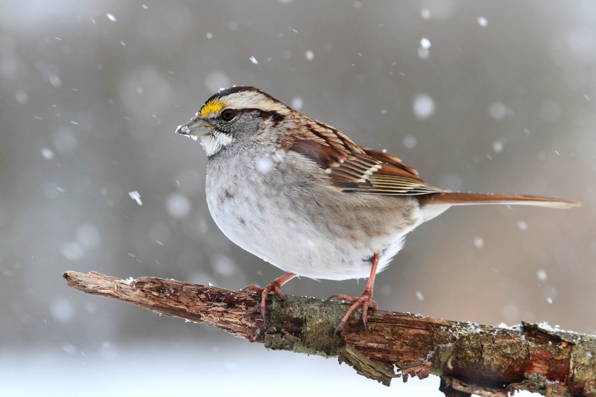 birdwatching in winter
