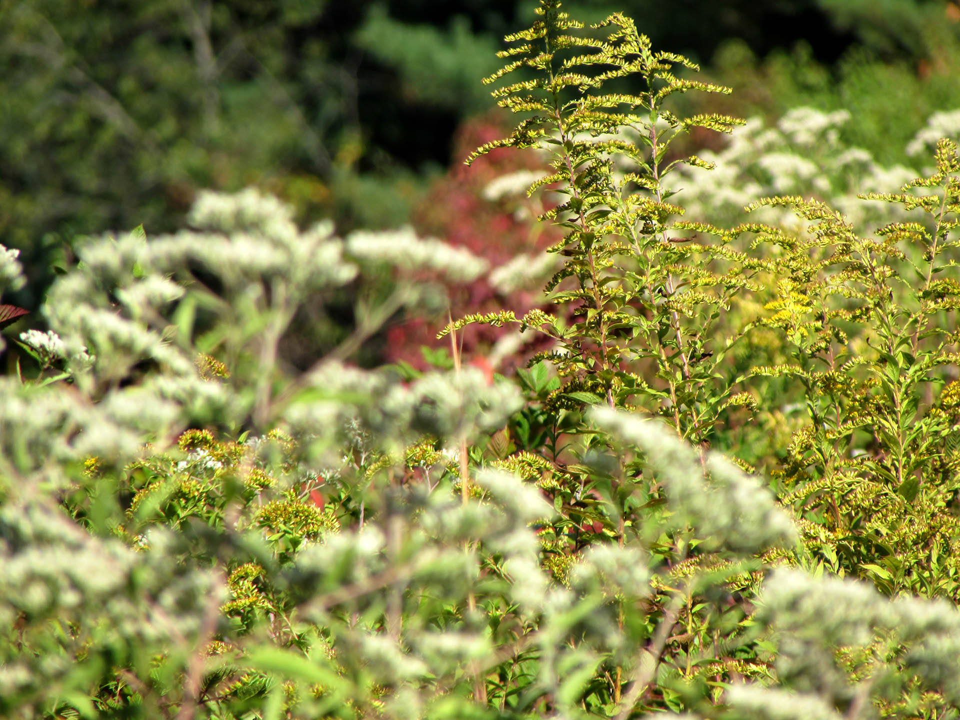 Tall grasses in Heathcote Meadows.