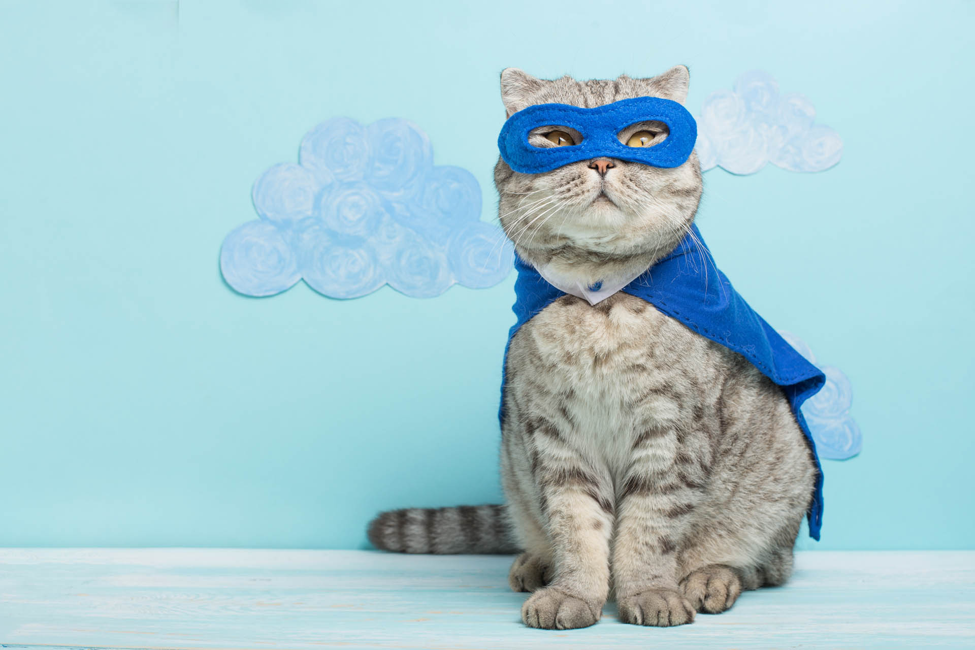 A picture of a cat posing for the picture middlesex county photo contest, pet edition.