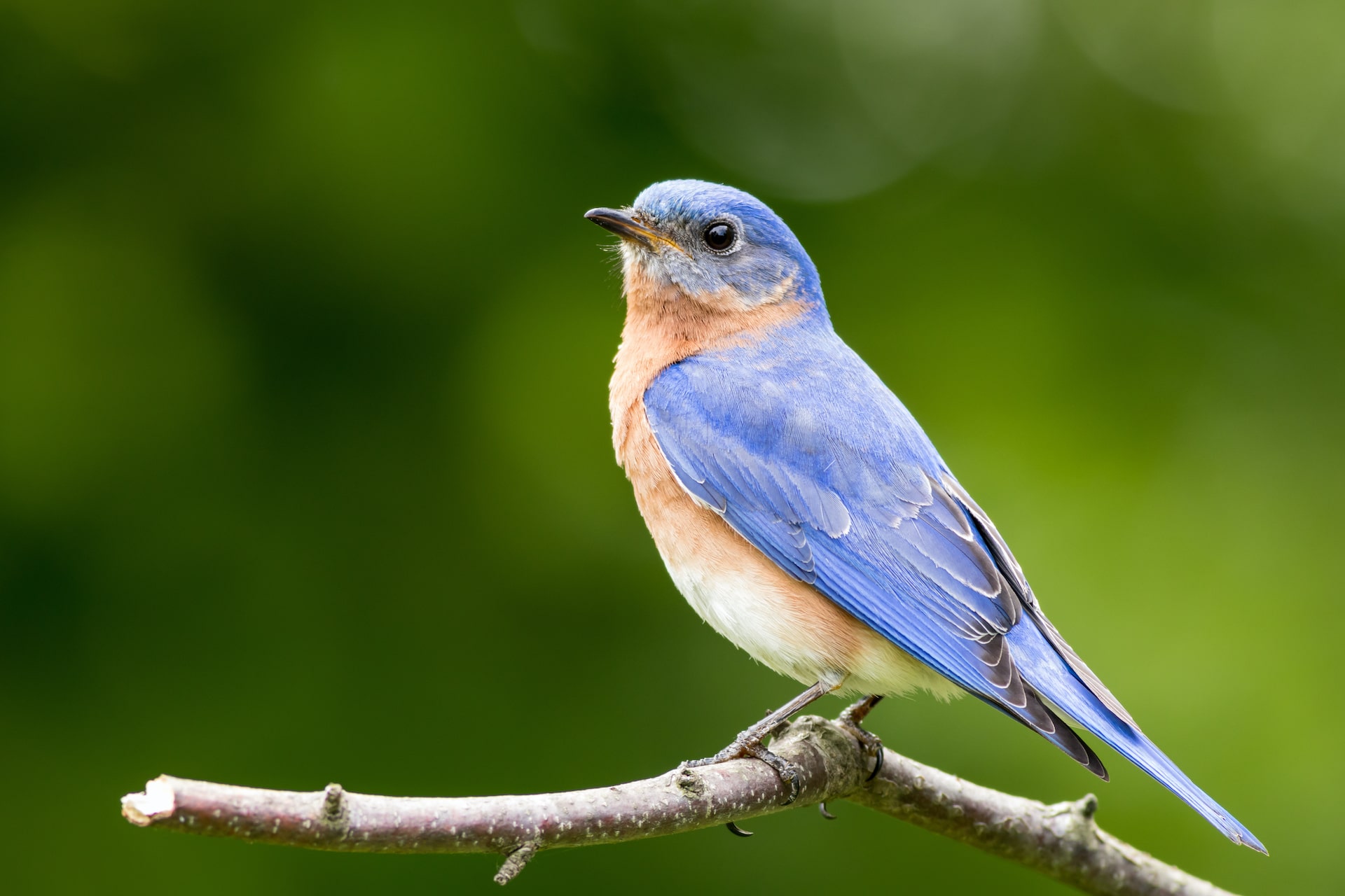 Eastern Bluebird