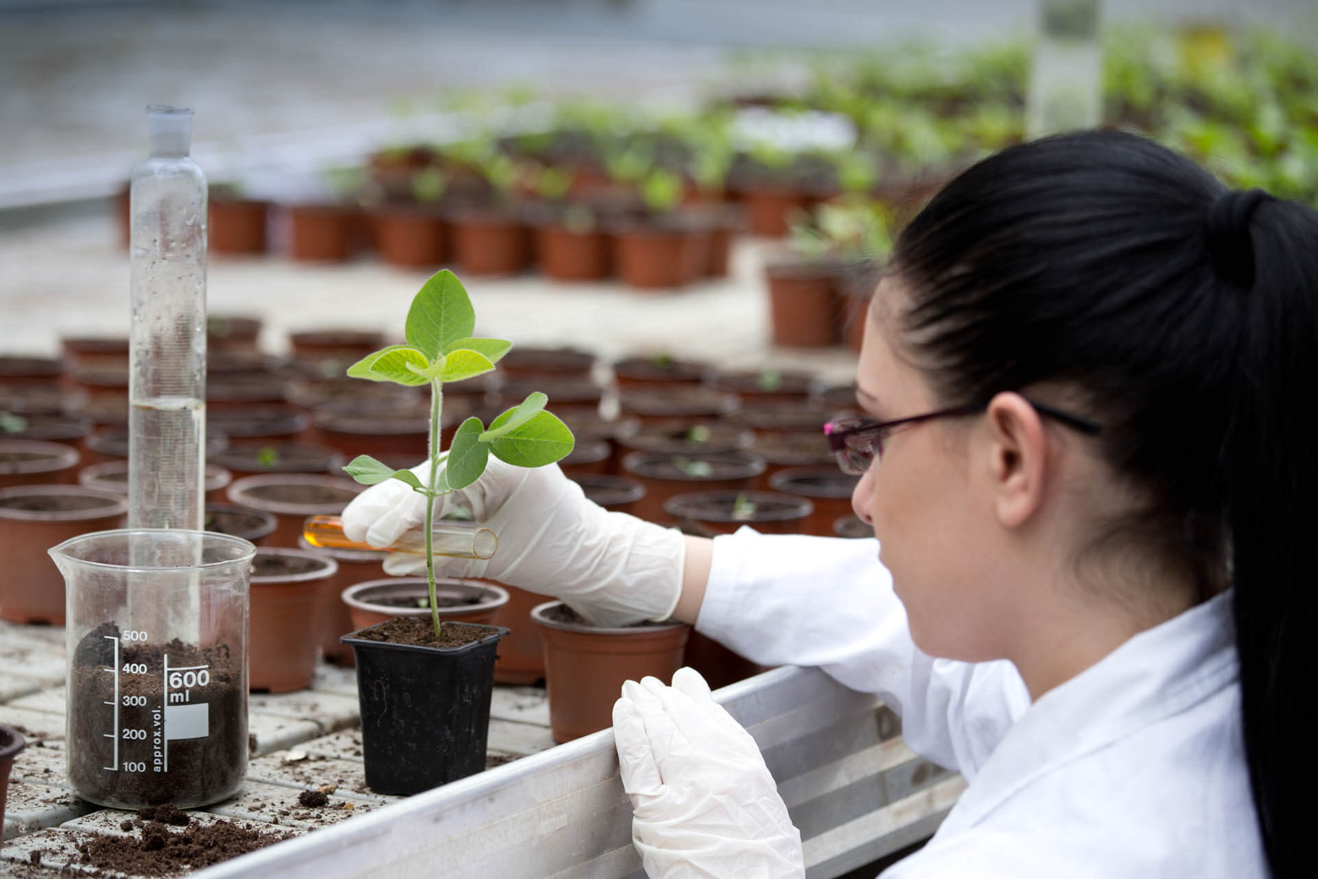 A researcher works with plants in a laboratory.