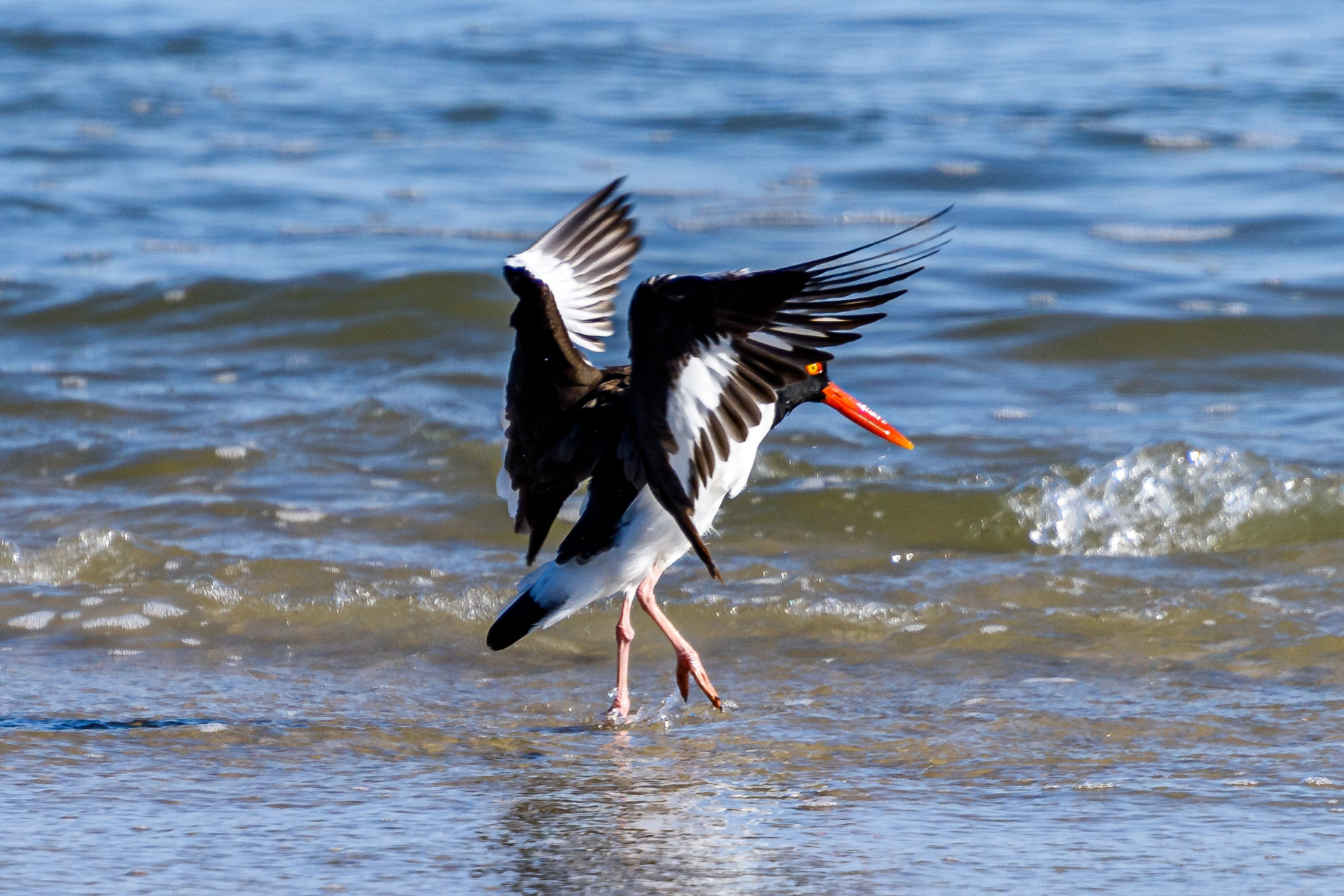 American Oystercatcher
